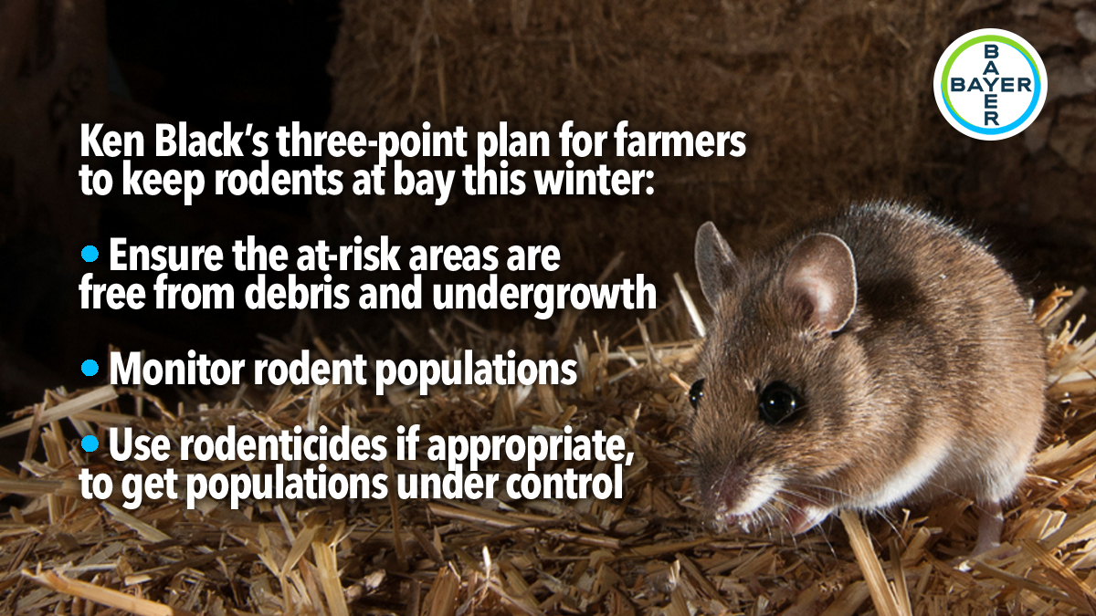 farmers-warned-to-protect-straw=from-rodents farmers-warned-to-protect-straw=from-rodents